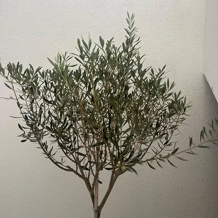 Διαμέρισμα οtto Apts *